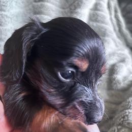 Dream - Black and tan female Dachshund puppy in Argos, Indiana from TKO Doxies