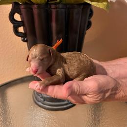 Orange Boy - Red  male Goldendoodle puppy in Kitsap County, Washington from Amazing Grace Doodles