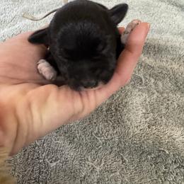 Charlie - Black male Miniature Schnauzer puppy in Comanche, Texas from Circle R Sidney
