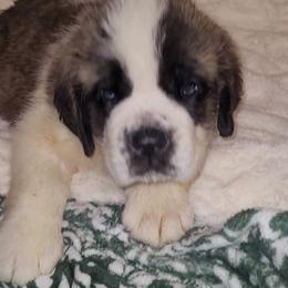 Jasper - Brown and white male Saint Bernard puppy in Brandon, South Dakota from Split Rock Saints