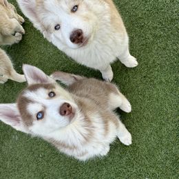 Siberian Husky Puppies from Young Orchard Siberians