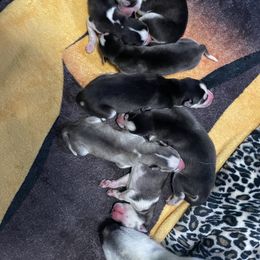 Siberian Husky Puppies from McDonald's Homegrown Huskies