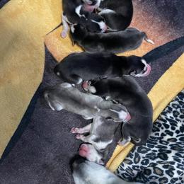 Siberian Husky Puppies from McDonald's Homegrown Huskies