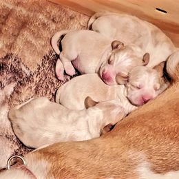 Beagle Puppies from River Valley Hounds