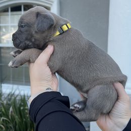 Cane Corso Puppies from Valyrian Cane Corsos