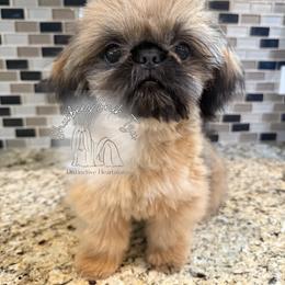 Midas - Shih Tzu