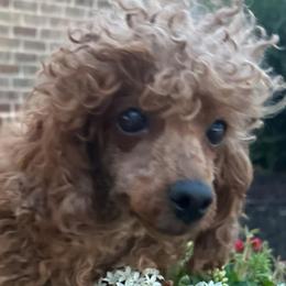 Cindy - Poodle