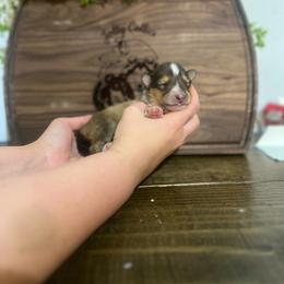 Phil Deville - Sable male Collie puppy in Chilhowie, Virginia from Jolly Collies