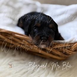 Blizzard - Mr. blue - Tri-color male Bernedoodle puppy in Tomball, Texas from Wynterwood Doodles