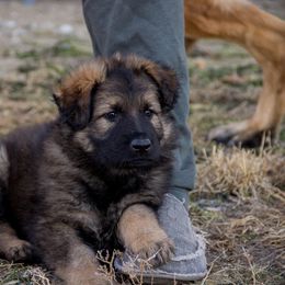 German Shepherd Puppies from Journey's German Shepherds (Kennel Vom Himmel)