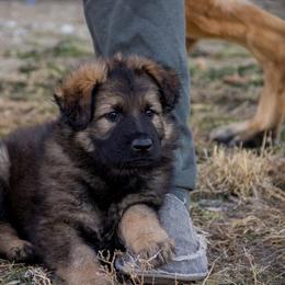 German Shepherd Puppies from Journey's German Shepherds (Kennel Vom Himmel)