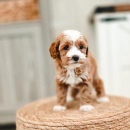 Meadow - Red  female Goldendoodle puppy in Punta Gorda, Florida from Transformation Acres Goldendoodle
