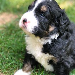 Blue Bell Bernedoodles breeder of Bernedoodle