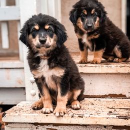 Miniature American Shepherd and Miniature Australian Shepherd Puppies from Whiskeytown Aussies