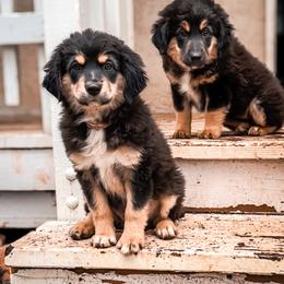 Miniature American Shepherd and Miniature Australian Shepherd Puppies from Whiskeytown Aussies