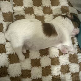 Shih Tzu Puppies from Wood Foo Breeders