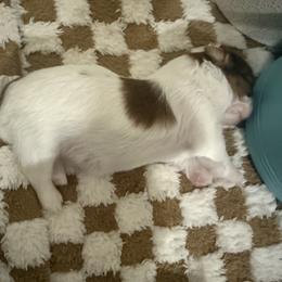 Shih Tzu Puppies from Wood Foo Breeders