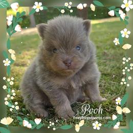 Pooh - AKC - Lavender male Pomeranian puppy in Eatonville, Washington from Foxy Forest Poms