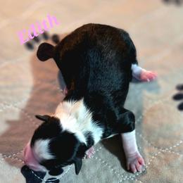 EDITH - Black tri female Toy Australian Shepherd puppy in Viking, Minnesota from Son Shine Farm