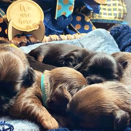 Shih Tzu Puppies from Crown & Tress Shih Tzu