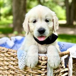 Mr. Bisell - Light golden male Golden Retriever puppy in Midlothian, Texas from Brightest Days
