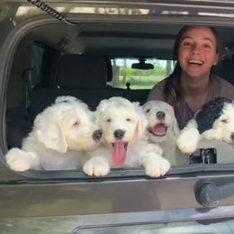 Sheepadoodle Puppies from Narrow Path Puppies