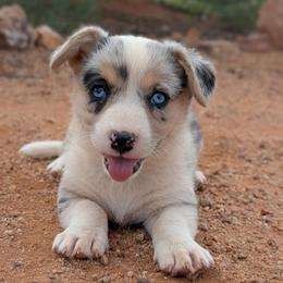 AKC Cardigan Girl 'Skye - Blue merle and white female Cardigan Welsh Corgi puppy in Tombstone, Arizona from WeVolution Off-Grid