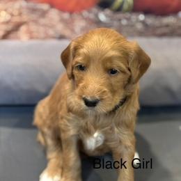 Black Girl - Apricot female Goldendoodle puppy in Colorado Springs, Colorado from Pikes Peak Doodles
