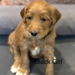 Black Girl - Apricot female Goldendoodle puppy in Colorado Springs, Colorado from Pikes Peak Doodles
