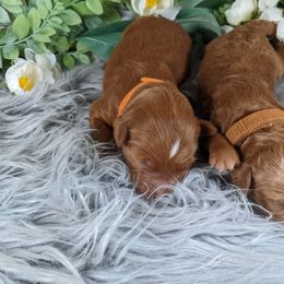 Goldendoodle and Poodle Puppies from Arizona Poodle Queen
