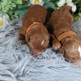 Goldendoodle and Poodle Puppies from Arizona Poodle Queen