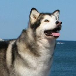 Alaskan Malamutes from Powderhound Alaskan Malamutes