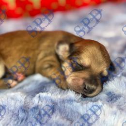 Delilah - Cream female Dachshund puppy in Onalaska, Texas from Smokey Pines Dachshunds