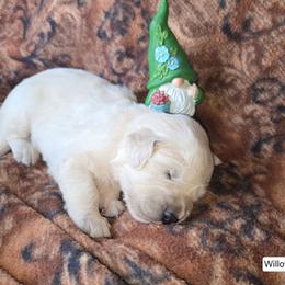 Willow Boy 2 - Light golden male Golden Retriever puppy in Niles, Michigan from Composer Goldens