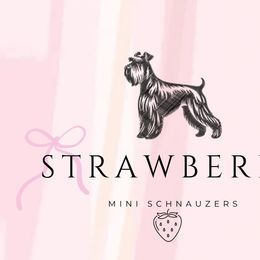 Miniature Schnauzers and Pomeranians from Strawberry Puppies