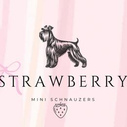 Miniature Schnauzers and Pomeranians from Strawberry Puppies