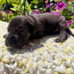 Light blue collar - Black male Great Dane puppy in Corsica, Pennsylvania from Ferguson Family Danes LLC
