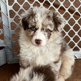 Candy - Red merle female Australian Shepherd puppy in Piedmont, Oklahoma from HeartDriven Aussies