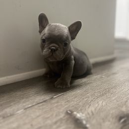 Cash - Blue fawn male French Bulldog puppy in Porter, Texas from Red Label Frenchies
