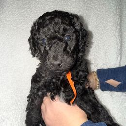 Orange Boy - Black and white male Aussiedoodle puppy in Scottsboro, Alabama from Murphie and Banks Doodles