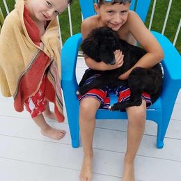 Goldendoodle All Grown Up from Simply Doodles LLC