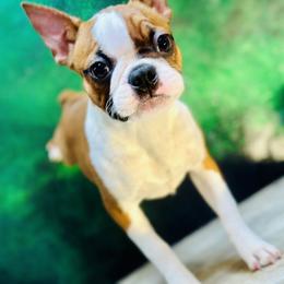 Boston Terrier All Grown Up from Green Acre Boston Terriers