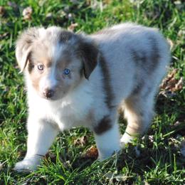Miniature Australian Shepherds from Dragonfly Mini Aussies