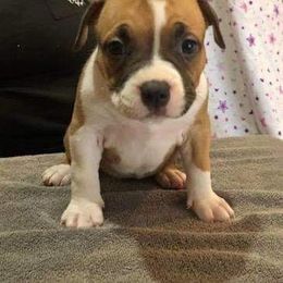American Bully Puppies from Shooting Star Bullies