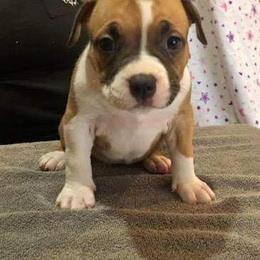 American Bully Puppies from Shooting Star Bullies