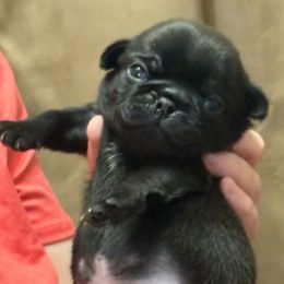 Boy 1 - Fawn male Pug puppy in Arabi, Georgia from Von Webb Pups