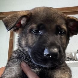 Red collar - German Shepherd puppy in Bonne Terre, Missouri from Skaggs Shepherds
