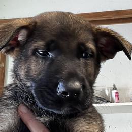 Red collar - German Shepherd puppy in Bonne Terre, Missouri from Skaggs Shepherds