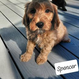 Spencer - Red  male Goldendoodle puppy in Eau Claire, Wisconsin from Fisher River Doodle's