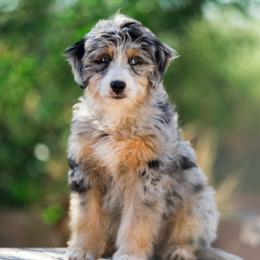 Leslie - female Australian Mountain Doodle puppy in Cortez, Colorado from Sassy Pants Pups